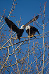 Bald Eagles Taking Flight